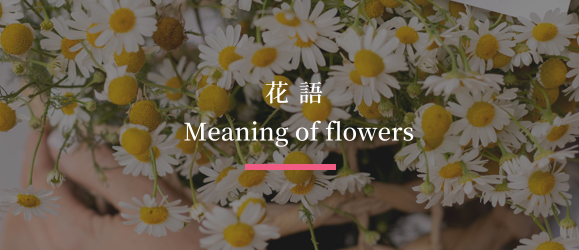 花語Meaning of flowers